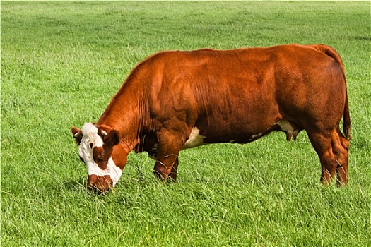 草地,放牧,肉,母牛