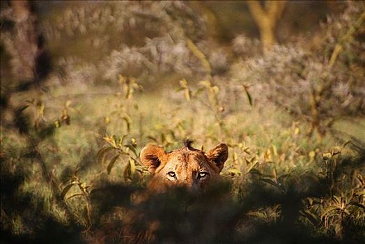狮子,高草,纳库鲁湖国家公园,肯尼亚,非洲