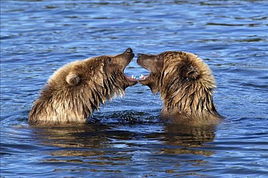 棕熊,玩,水中,布鲁克斯河,国家公园,阿拉斯加,美国