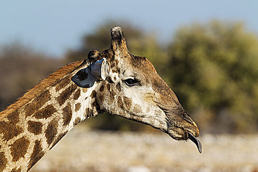 南非,长颈鹿,雄性,伸舌头,埃托沙国家公园,纳米比亚,非洲