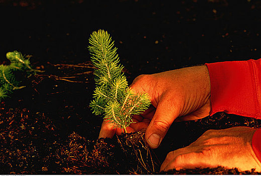 种植,云杉,幼苗,温哥华岛,不列颠哥伦比亚省,加拿大