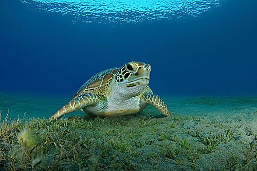 绿海龟,龟类,沙,仰视,红海,阿布达巴卜,埃及,非洲