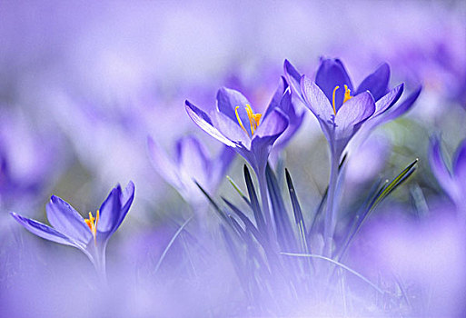 春天,藏红花,紫色