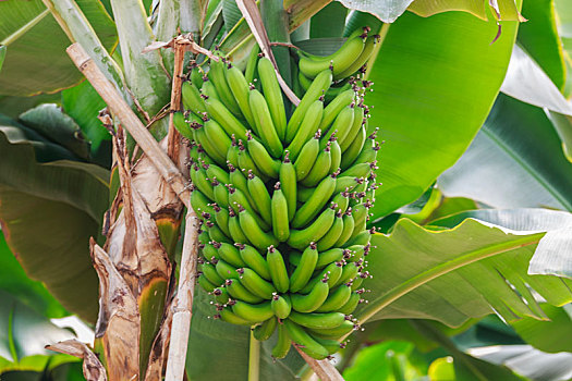 香蕉树上生长中的香蕉