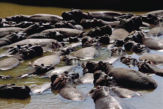 河马,群,水中,马赛马拉国家保护区,肯尼亚