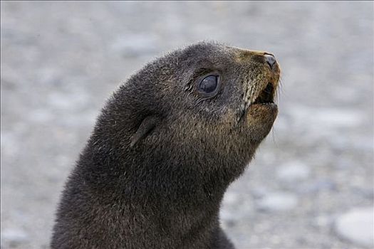南极软毛海豹,毛海狮,1-2岁,星期,老,幼仔,母兽,索尔兹伯里平原,南乔治亚