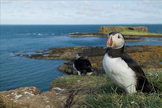 大西洋海雀,北极,岛屿,岛,苏格兰,英国,欧洲