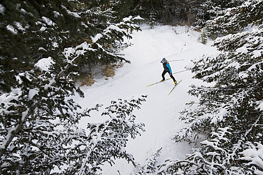 女人,北欧滑雪,滑雪,小路,冬天,靠近,本垒打,肯奈半岛,阿拉斯加