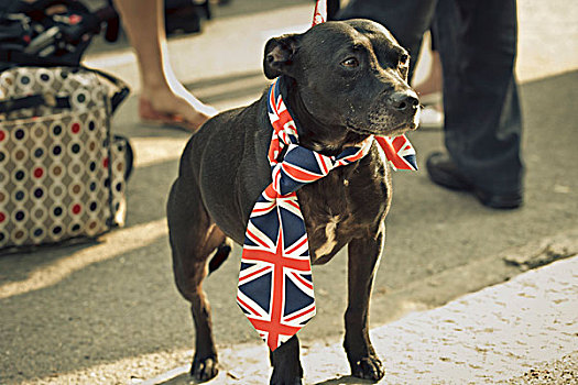 狗,装扮,街道,聚会,庆贺,婚礼,东方,伦敦,城区,英格兰,英国