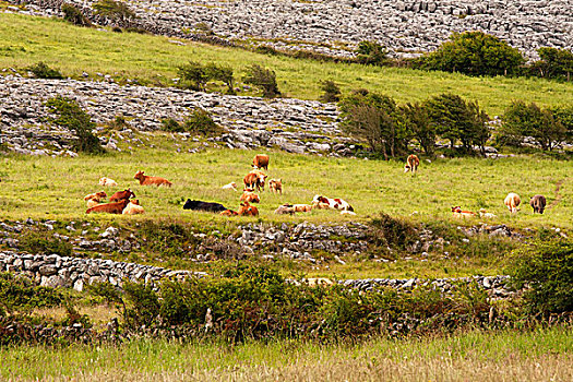 母牛,草地,爱尔兰