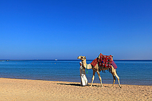 湾,红海,骆驼