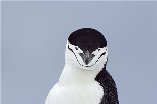 帽带企鹅,南极企鹅,肖像,南极