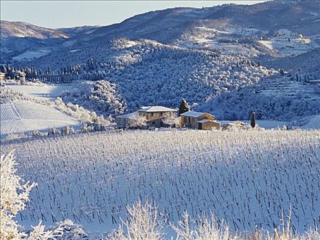 积雪,葡萄园,托斯卡纳,意大利