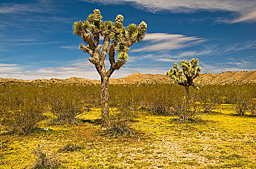 约书亚树,莫哈维沙漠,洛杉矶,加利福尼亚,美国