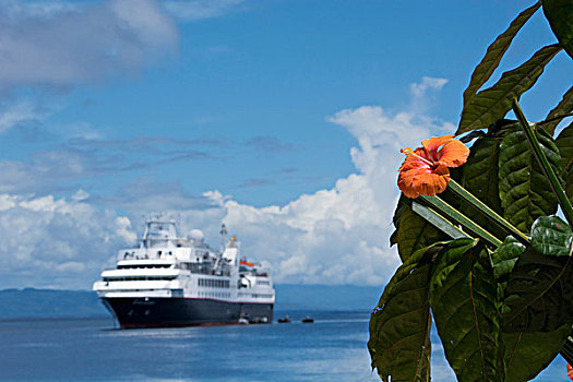 所罗门群岛,乡村,艺术,放置,木槿,花,海滩,探险,船,银,探索
