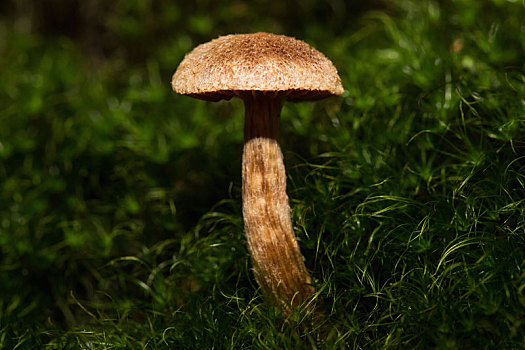 小,蘑菇,中间,树林,美女,亮光