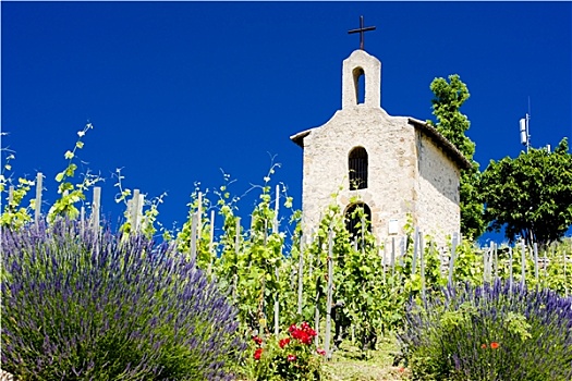 葡萄园,小教堂,隆河阿尔卑斯山省