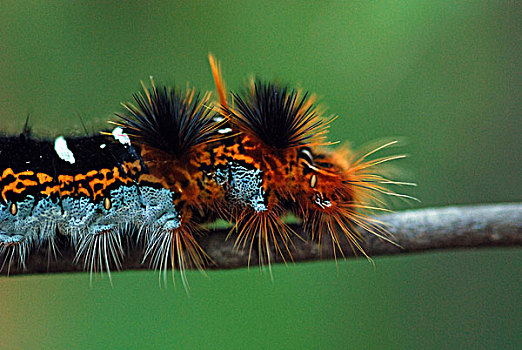 马达加斯加,国家公园,特写,蛾子,毛虫,枯叶蛾科