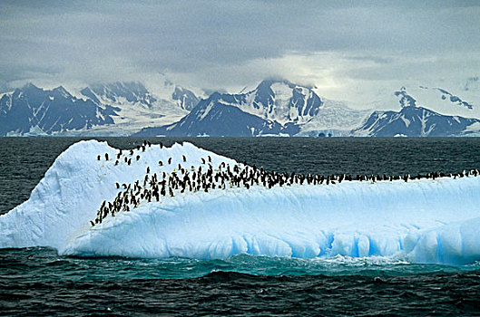 南极,帽带企鹅,休息,冰山