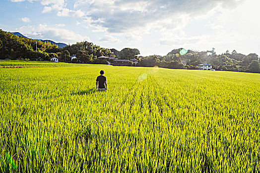 稻米,农民,站立,地点,绿色,作物,稻田,茂密