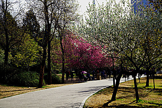 春天樱花盛开的小路