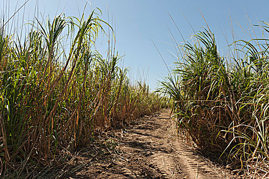 甘蔗,培育,尼加拉瓜,靠近,乔治,中美洲