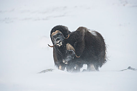 麝牛,暴风雪,国家公园,挪威,欧洲
