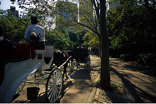 后视图,马车,中央公园,纽约,美国
