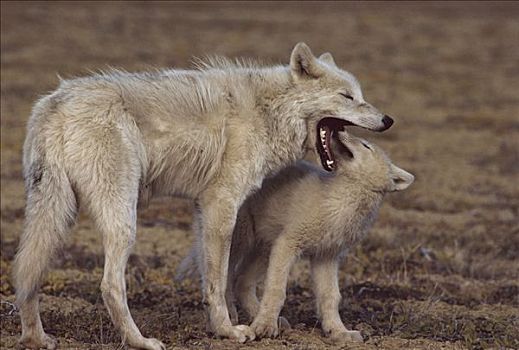 北极狼,狼,食物,幼仔,艾利斯摩尔岛,加拿大