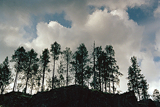 松树,阴天,瑞典