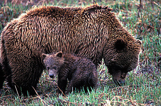 美国,阿拉斯加,德纳里峰国家公园,大灰熊,母熊,幼兽,棕熊,苔原,靠近