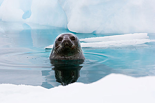 威德尔海豹,仰视,室外,水,南极