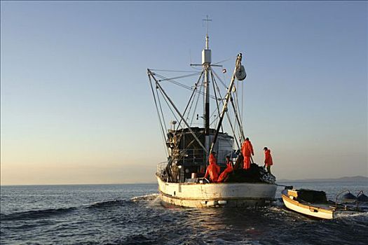 沙丁鱼,渔船,岛屿,捕鱼,场所,亚得里亚海,克罗地亚,欧洲