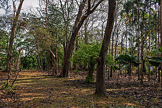 泰国清迈大学树林
