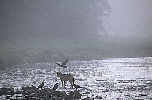 狼,大乌鸦,大熊雨林,不列颠哥伦比亚省,加拿大
