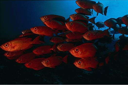 巴布亚新几内亚,水下,鱼