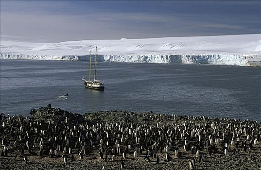帽带企鹅,南极企鹅,生物群,帆船,岛屿,南,设得兰群岛