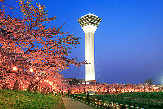 北海道,晚间,风景,樱桃树,塔