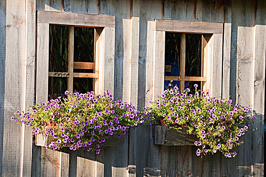 特写,两个,窗户,花,盒子,安大略省,加拿大