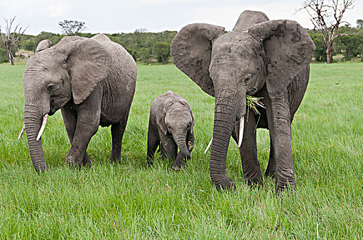 非洲象,群,放牧,肯尼亚
