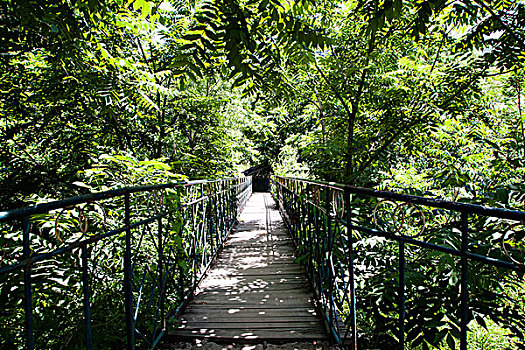 树林中的木栈桥