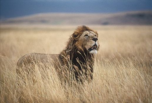 非洲狮,狮子,站立,高草,看,仰望,塞伦盖蒂国家公园,坦桑尼亚
