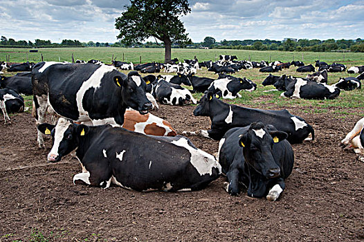 家牛,黑白花牛,乳业,母牛,牧群,休息,泥,柴郡,英格兰,英国,欧洲