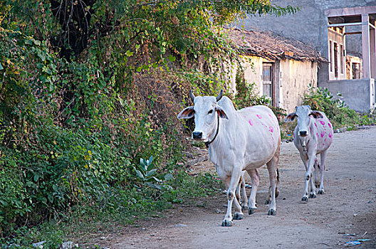 母牛,涂绘,不同,图案,彩色,展示,所有权,拉贾斯坦邦,印度