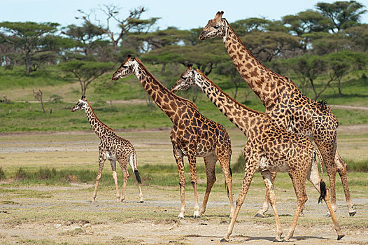 牧群,长颈鹿,正面,刺槐,树林,塞伦盖蒂,坦桑尼亚,非洲