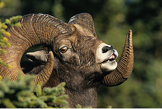 公羊,碧玉国家公园,艾伯塔省,加拿大