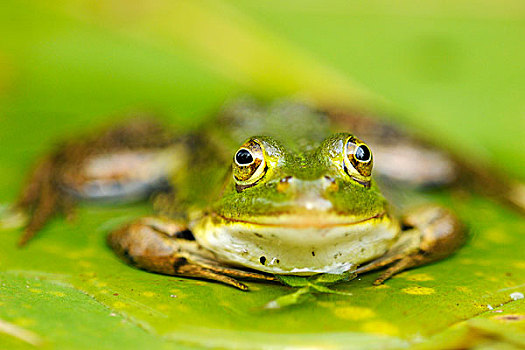 水池,青蛙,坐,叶子,湿地,苏黎世,瑞士,欧洲