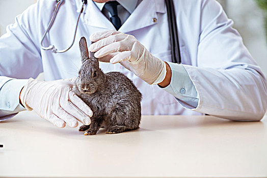 科学家,测试,动物,兔子
