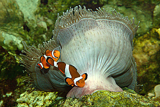 珊瑚礁,眼斑海葵鱼,水下世界,动物,鱼,葵鱼