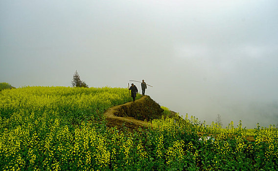 重庆酉阳,小雨晨雾满山涧,金波道道秀梯田